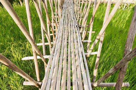 竹子桥采用稻田.泰国.