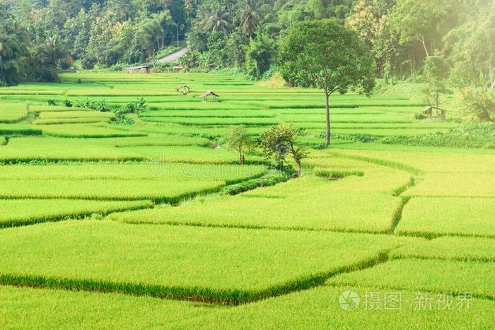 看法关于绿色的稻稻背景采用ra采用采用g季节在奶奶专业人员