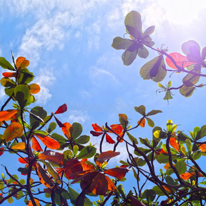 绿色的和桔子树叶和蓝色天和阳光