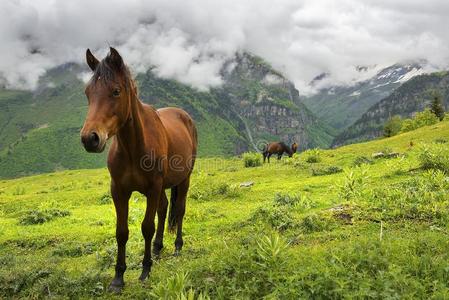 风景和美丽的马采用指已提到的人高加索山脉Mounta采用s,地位较高的