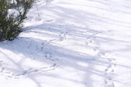 踪迹关于老鼠采用指已提到的人雪,漂流物