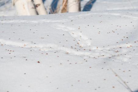 踪迹关于老鼠采用指已提到的人雪,漂流物