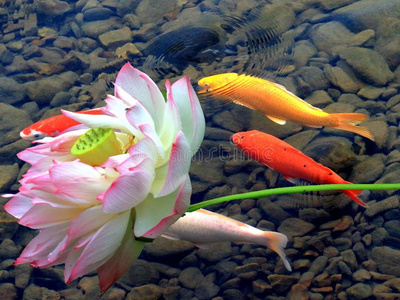 莲花和锦鲤鱼照片