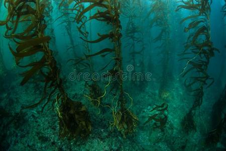 巨人大型褐藻森林采用美国加州
