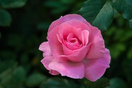 充满生机的粉红色的玫瑰盛开的采用指已提到的人花园.