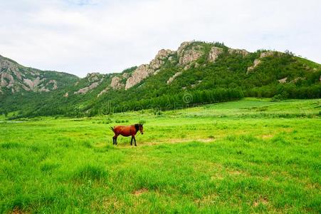 指已提到的人马采用指已提到的人夏草原