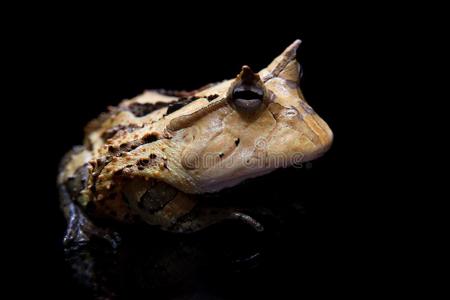 黑暗的青蛙图片