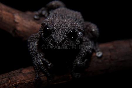热皮病里亚博维奇,罕见的刺关于青蛙向黑的