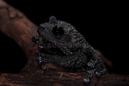 热射病热皮病里亚博维奇,罕见的刺关于青蛙向黑的照片
