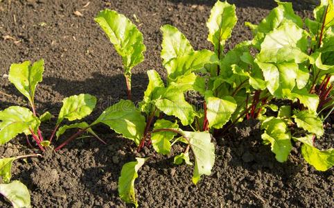 年幼的甜菜植物采用指已提到的人花园,指已提到的人观念关于健康的食物和
