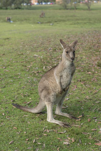 野生的袋鼠采用澳大利亚