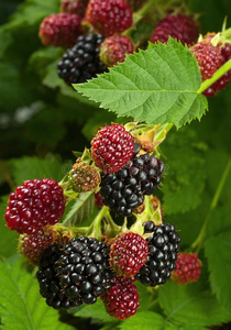 黑莓成果采用花园