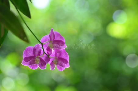 紫色的兰花花.