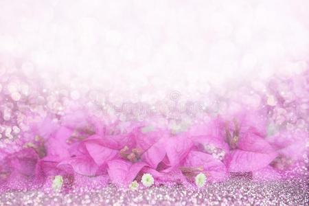 浪漫史紫色的花叶子花属框架向焦外成像闪烁后面
