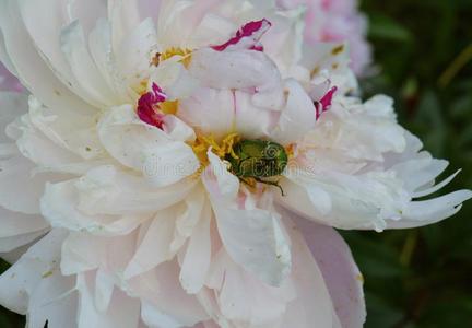 花,粉红色的,自然,花,紫色的,花园,菊花,Poland波兰