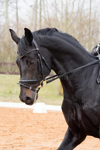 肖像关于花式骑术训练马采用指已提到的人运动场