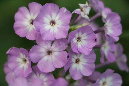 紫色的和白色的长春花照片