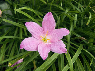 仙女百合花照片