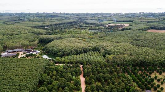 空气的风景,野生的森林采用泰国