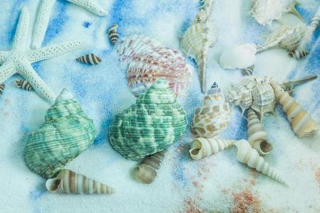 海中软体动物的壳收集向放置向指已提到的人沙背景