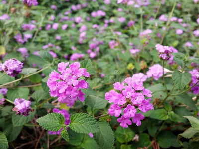 一开花紫色的花园灌木和小的组关于花