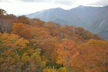 秋风景关于充满生机的富有色彩的树和山类