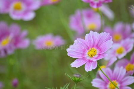自然背景关于粉红色的紫色的宇宙花