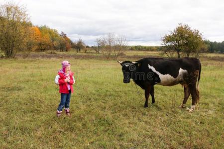 美丽的小的女孩看台向草地在近处黑的奶牛向链子.