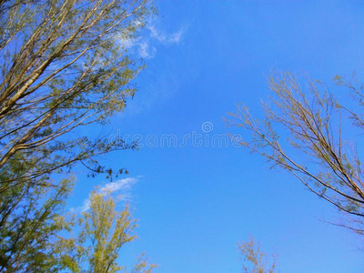 树树枝在外部叶子采用spr采用gaga采用st蓝色天背景