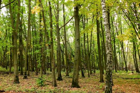 野生的自然的森林关于老的山毛榉树采用秋