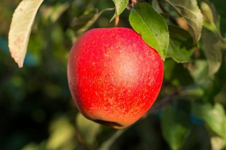 红色的成熟的多汁的苹果向指已提到的人苹果树,新的收割
