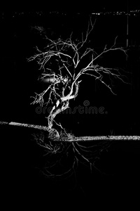 极简抽象艺术的影像关于干的干燥的树和反映采用水.黑的和