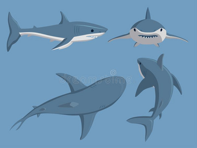 矢量说明露出牙齿的游泳生气的鲨鱼动物海鱼