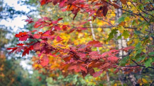 富有色彩的树叶关于一栎树树采用秋