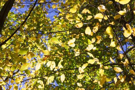 太阳发光通过树叶和树关于秋森林和田
