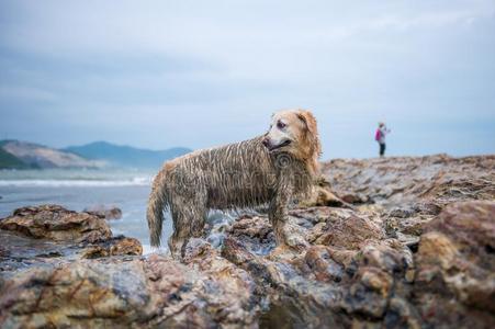 金色的寻猎物犬在指已提到的人海滩