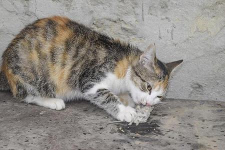 指已提到的人猫赶上指已提到的人老鼠.自然的消灭关于老鼠,猫s