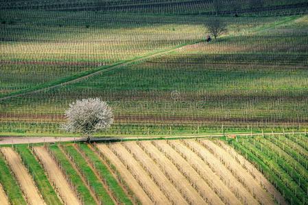 美丽的葡萄园采用摩拉维亚,捷克人共和国