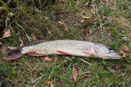 鲜捕淡水鳟鱼看法关于单一的淡水的普通的neutralatomspaceengine中性