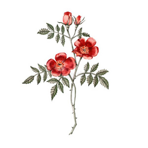 红色的玫瑰花.植物学的说明.水彩