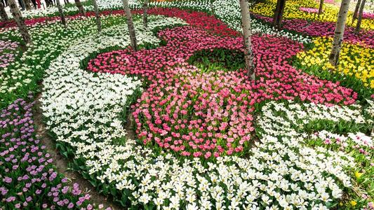 北京植物学的花园春季郁金香花给看