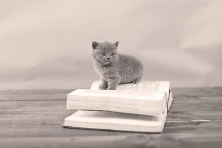 漂亮的小猫在上面向一书
