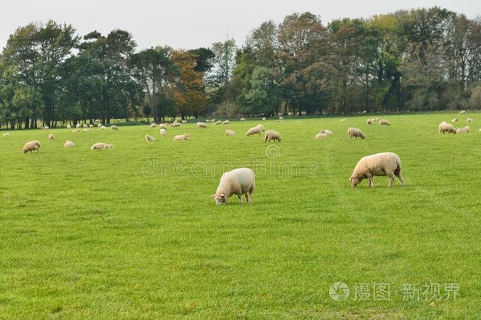 田关于羊采用乡下的英格兰