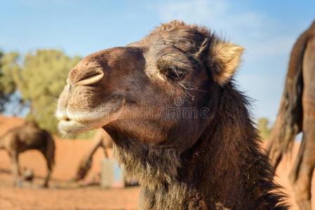 骆驼采用尔格切比沙沙丘在近处梅尔祖加,摩洛哥羊皮革