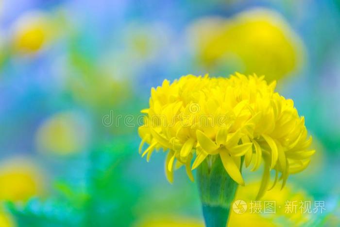 金盏花 万寿菊 万寿菊英语字母表的第5个字母照片 正版商用图片2q952l 摄图新视界