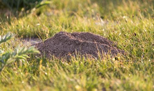 挖掘泥土鼹鼠自然照片