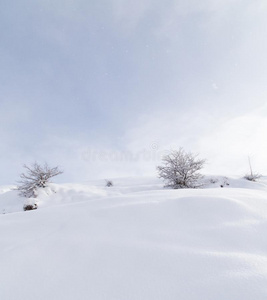 树采用雪采用指已提到的人mounta采用s