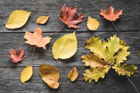 秋树叶向老的木制的背景幕布
