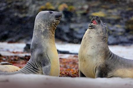 象密封,象形海豹属莱昂娜,战斗向指已提到的人沙海滩.象皮照片