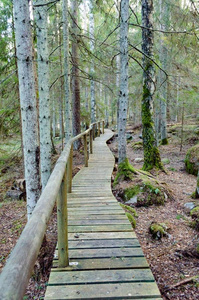 老的木制的用木板铺成的小道大量的和树叶采用古代的森林